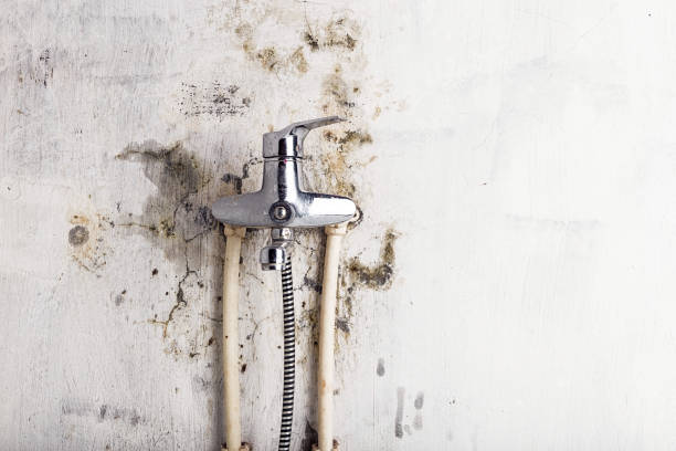 Best Mold Remediation Services  in Glendale Heights, IL