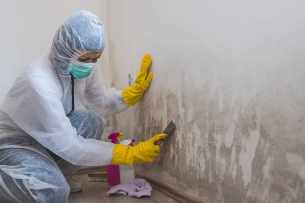 Crawl Space Mold Removal in Glendale Heights, IL