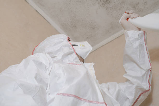Best Mold Removal and Inspection  in Glendale Heights, IL